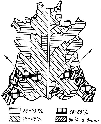 Рис. 32. Картограмма удлинений при разрыве хромового опойка (по Ю. П. Зыбину); стрелки показывают направление растяжений